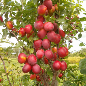 Plum 'Kolonovidnaja'