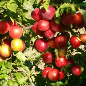 Plum 'Komēta'