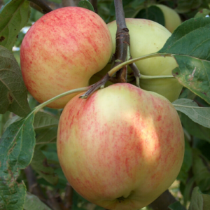 LA ābele 'Konfetnoje'