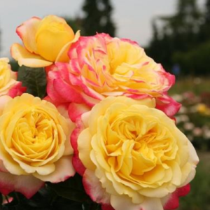 Roze 'Kordes' Jubilee®'