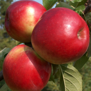 SA ābele 'Kovaļenkovskoje'