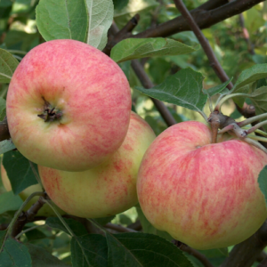 Apple tree 'Krapes Cukuriņš'