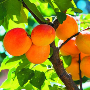 Aprikoze 'Krasnoščokij'