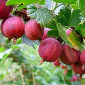 Ērkšķoga 'Krasnoslovjanskij'