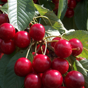 Saldais ķirsis 'Krupnoplodnaja'