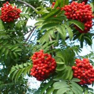 Rowan 'Kubovaja'