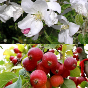 Dekoratīvā ābele 'Kuku'