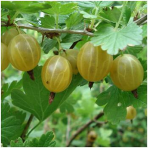 Ērkšķoga 'Kuršu Dzintars'