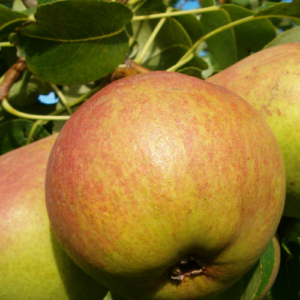 Pear 'Kurzemes Sviesta'