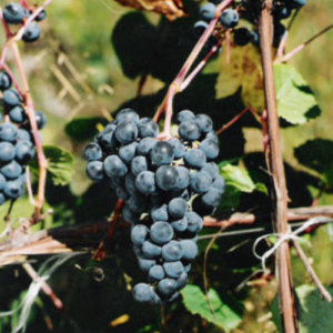 Vīnoga 'Kuzminskij Siņij'