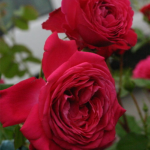 Rose 'L'Ami des Jardins'