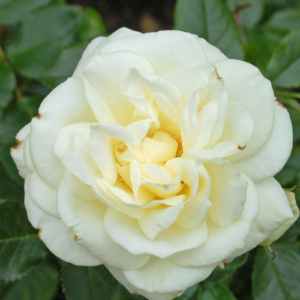 Rose 'La Paloma'