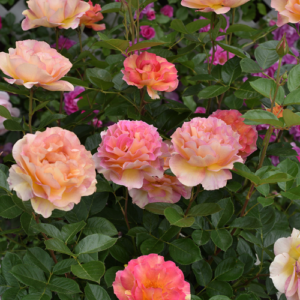 Roze 'La Parisienne'