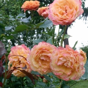 Roze 'La Villa Cotta®'