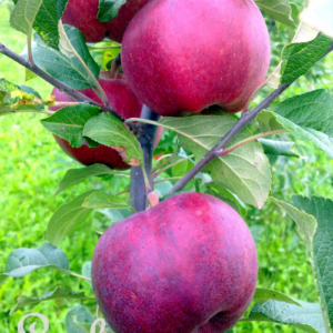 Dwarf apple tree 'Laila'
