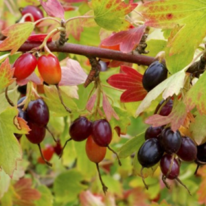 Golden currant 'Laila'