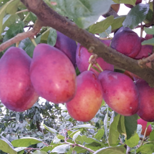 Plum 'Laine'