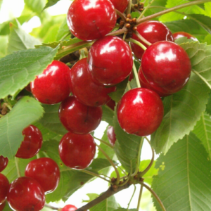 Saldais ķirsis 'Lapins'