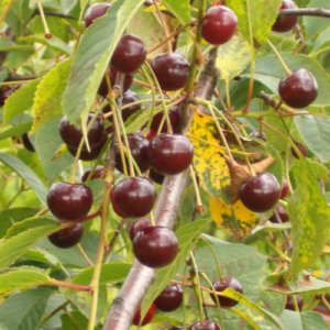 Ķirsis 'Latvijas zemais' (Leišu)