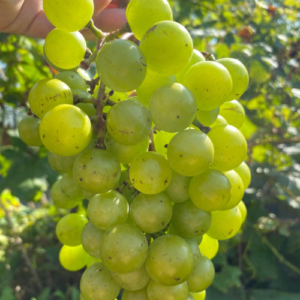 Vīnoga 'Ļebedevskaja'