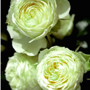 Roze 'Lemon Rokoko®'