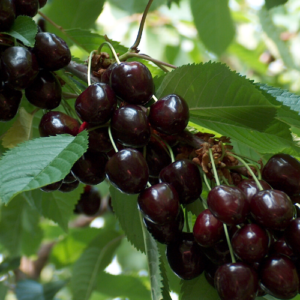 Saldais ķirsis 'Ļeningradskaja Čornaja'