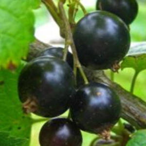 Upene 'Ļeņingradskij Veļikan'