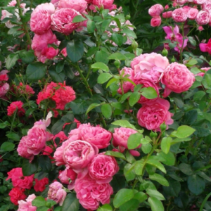 Roze 'Leonardo Da Vinci'