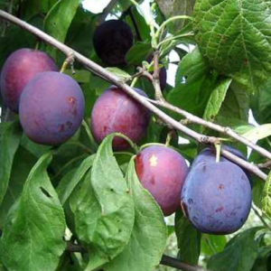 Plum 'Liisu'