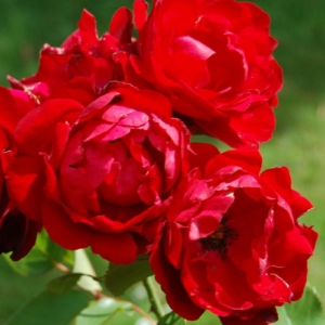 Roze 'Lili Marleen®'