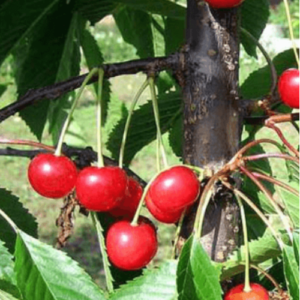 Saldais ķirsis 'Madisona Rozā'