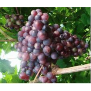 Vīnoga 'Magarač Raņnij'