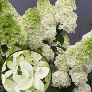 Hortenzija 'Magical Lime Sparkle'