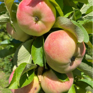 Kolonābele 'Maija' (H-12-05-18)