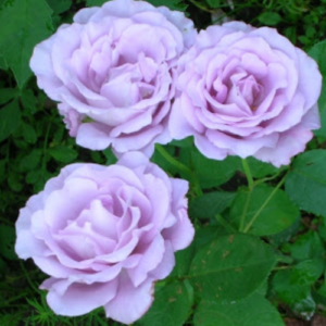 Rose 'Mainzer Fastnacht'