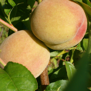 Persiks 'Maira'