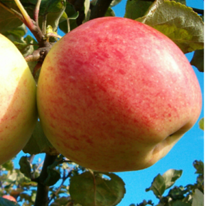 LA ābele 'Majoru Saldais'