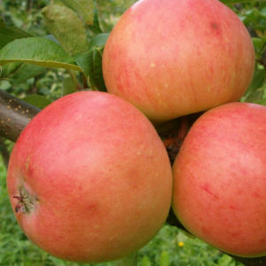 SA ābele 'Mālābele'