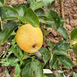 Columnar apple tree 'Mališka'