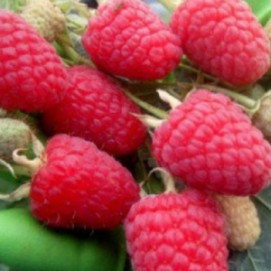 Raspberry 'Mapema'