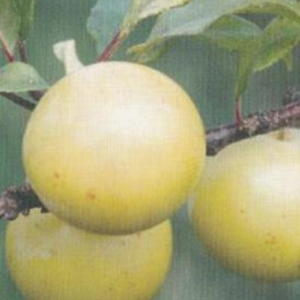 Plum 'Mara'