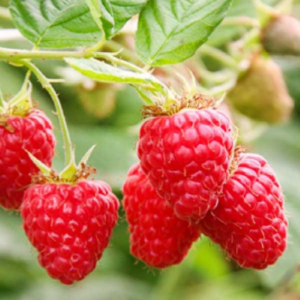 Raspberry 'Marawilla'