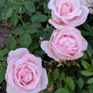 Roze 'Marchenkonigin'