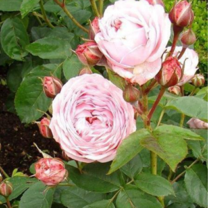 Roze 'Mariatheresia®'
