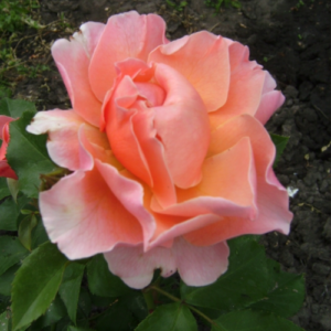 Roze 'Marie Curie'
