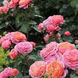 Roze 'Mary Ann®'