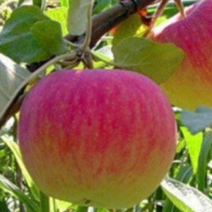 SA ābele 'Meduņica'