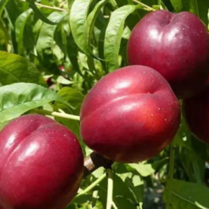 Nektarīns 'Medvedevskij-2'