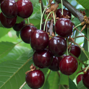 Saldais ķirsis 'Meelika'