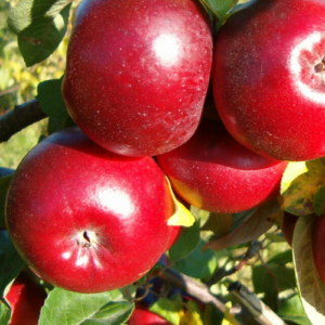 Dwarf apple tree 'Melrose'